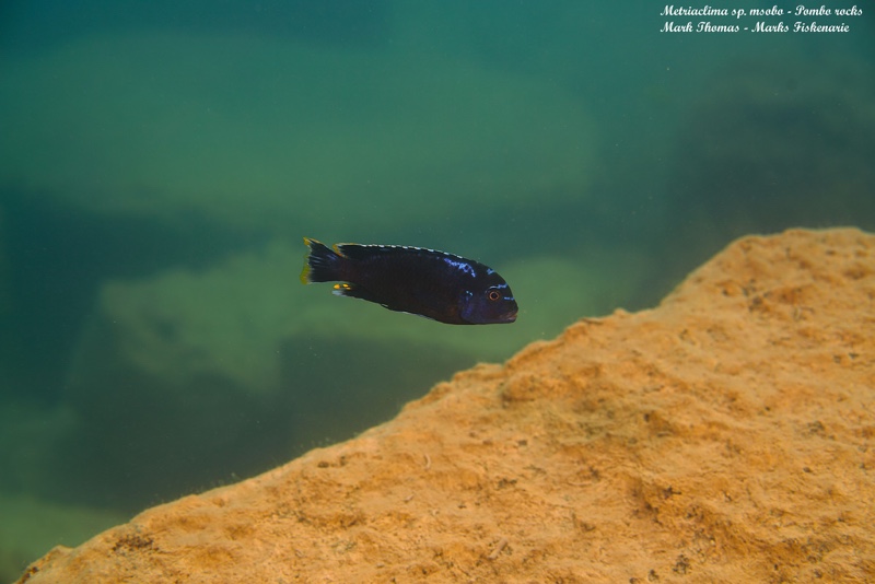 Maylandia sp. 'msobo' Pombo Rocks